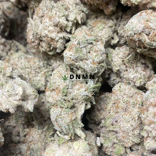 Paco Taco - Online Dispensary Canada - Dispensary Near Me Now