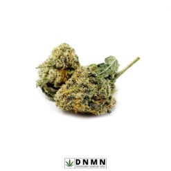 Chocolope - Buy Weed Online - Dispensary Near Me Now