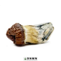 Blue Pulaski Magic Mushroom - Buy Weed Online - Dispensary Near Me Now