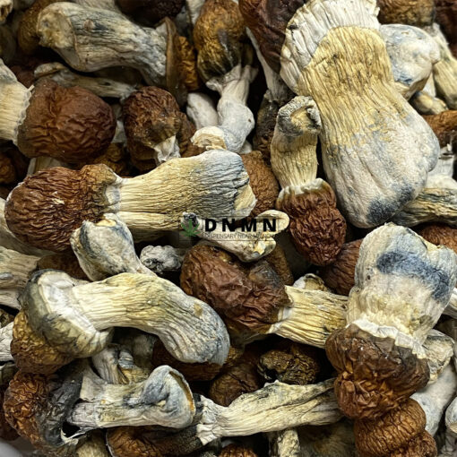 Blue Pulaski Magic Mushroom - Online Dispensary Canada - Dispensary Near Me Now