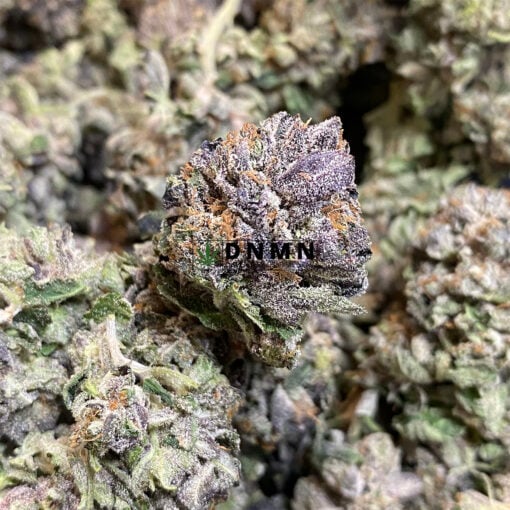 Black Widow - Online Dispensary Canada - Dispensary Near Me Now