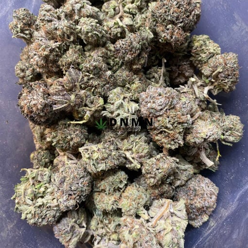 White Truffle - Cheap Weed Canada - Dispensary Near Me Now