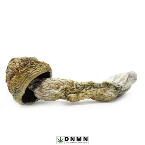 GC Thrasher Magic Mushroom - Buy Weed Online - Dispensary Near Me Now