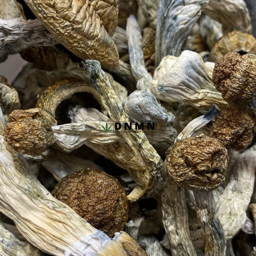 GC Thrasher Magic Mushroom - Online Dispensary Canada - Dispensary Near Me Now