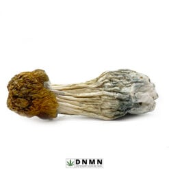 Golden Teachers Magic Mushroom - Buy Weed Online - Dispensary Near Me Now