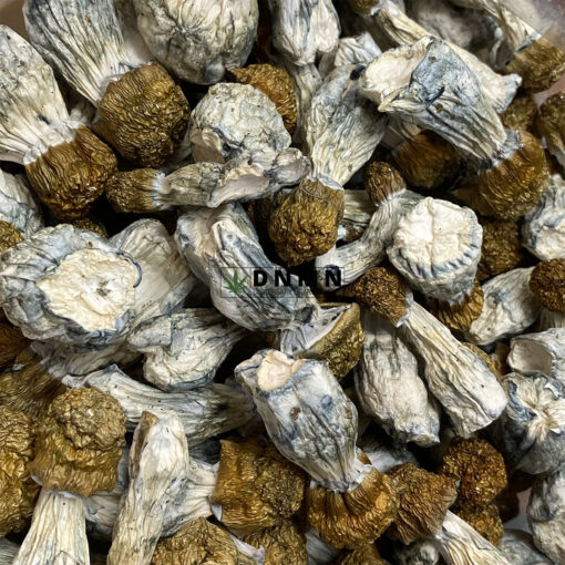 Golden Teachers Magic Mushroom - Online Dispensary Canada - Dispensary Near Me Now