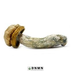 Makilla Gorilla Magic Mushroom - Buy Weed Online - Dispensary Near Me Now