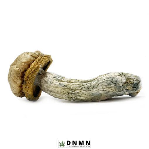 Makilla Gorilla Magic Mushroom - Buy Weed Online - Dispensary Near Me Now