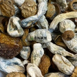 Makilla Gorilla Magic Mushroom - Online Dispensary Canada - Dispensary Near Me Now
