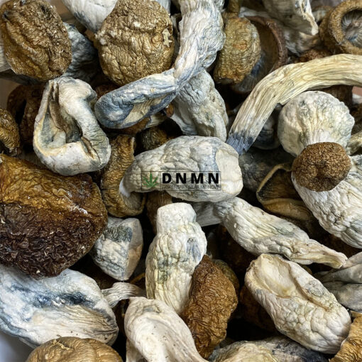 Makilla Gorilla Magic Mushroom - Online Dispensary Canada - Dispensary Near Me Now