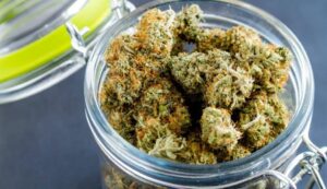 A complete guide on selecting best online THC flower, understanding strains & choosing a reliable cannabis store for a smooth experience.