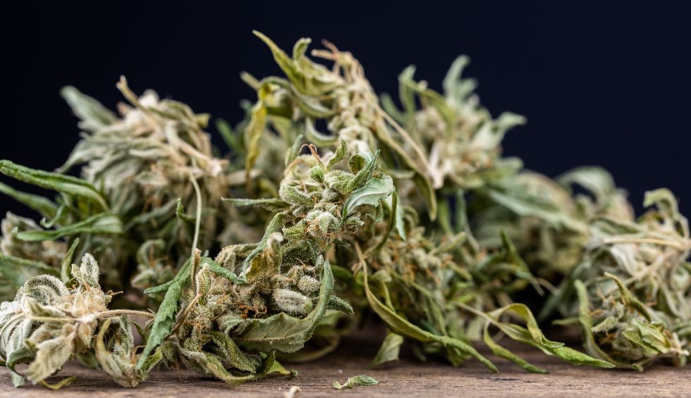 Need something to help you carry throughout the day? Have you tried or buy Sativa weed before? Here's what you've been missing all along! 