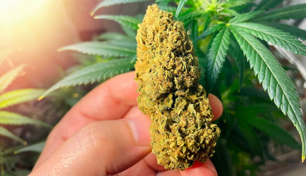 Want to know more about the Girl Scout Cookies strain? Look no further because here’s what makes this hybrid so popular.