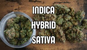 Learn key differences between cannabis strains—indica vs. sativa vs. hybrid—to choose best option for relaxation or balanced experience.