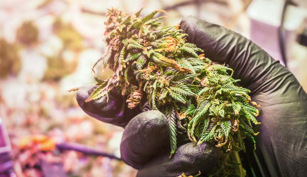 Save money & enjoy premium cannabis with mail order marijuana. Shop discreetly online & get top-grade weed delivered safely to your door.