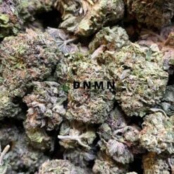 Purple Kush - Close Bud View - Dispensary Near Me