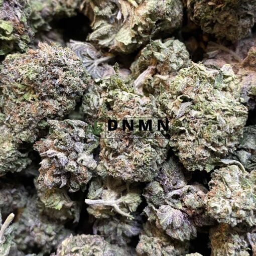 Purple Kush - Close Bud View - Dispensary Near Me