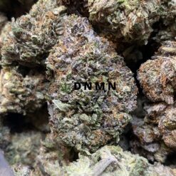Purple Rockstar Kush - Close Bud View - Dispensary Near Me