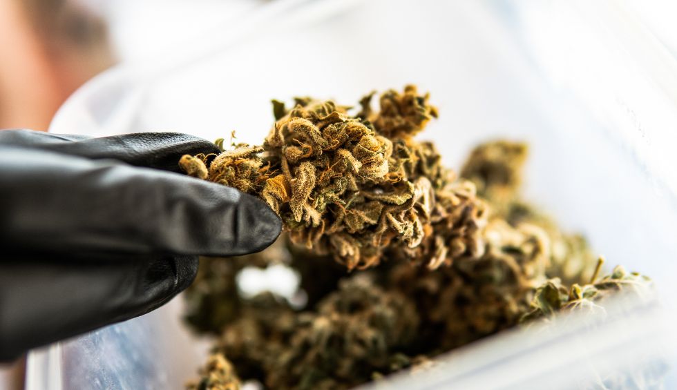 Perhaps we haven't emphasized this enough, but choosing a trustworthy online weed dispensary is the most crucial step if you want to buy Canadian weed online.