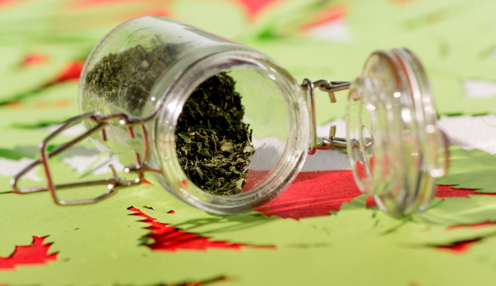 It's one thing to identify a reliable mail order marijuana to buy Canadian weed online and another to select the right product for you.