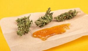 Shatter weed is one of most popular cannabis concentrates in Canada. Find out how this extract will make you feel, how to use it & buy it.