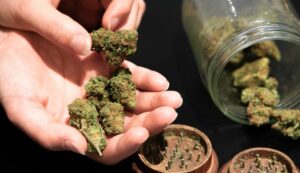 Our online Canadian dispensary sells some of best THC edibles & concentrates for beginners & experienced stoners alike. Buy potent weed.