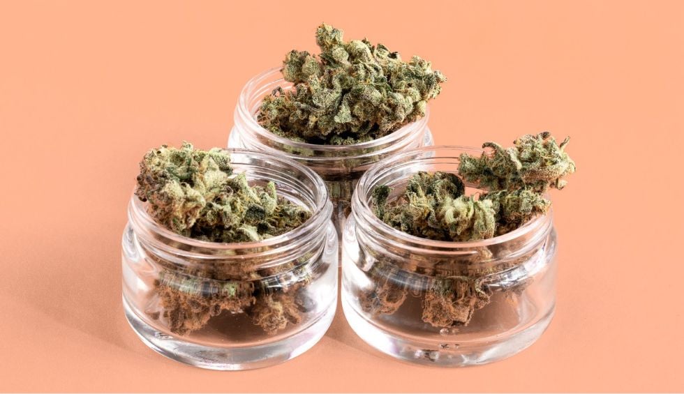 Trying new cannabis strains can feel like stepping into an entirely new experience every time. Each one brings its effects, flavors, and moods.