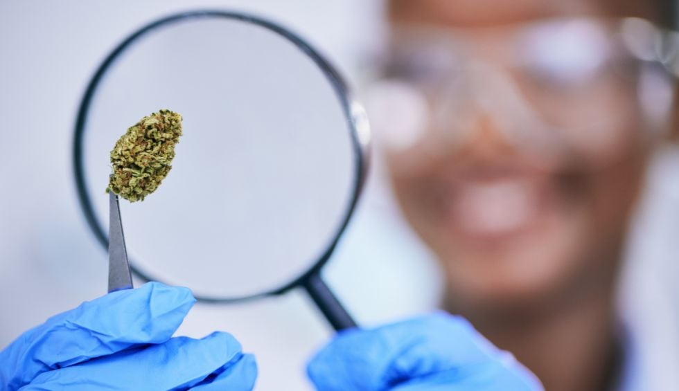 The Gods Green Crack THC content usually ranges between 19% and 25%, depending on how it's grown and cured.