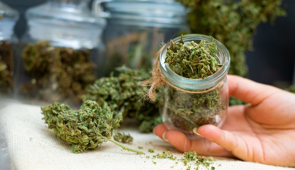 This is why it's important to understand different strains of cannabis and their effects before deciding.