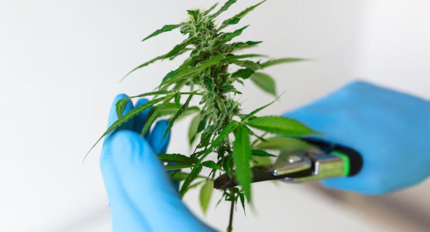 Representing quality control and product sourcing for good online pot in Canada