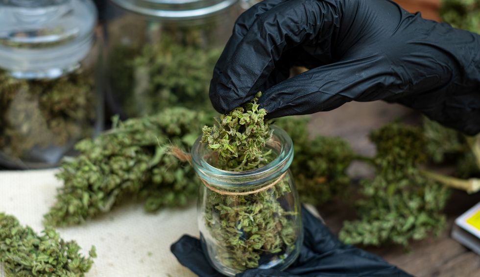 You must choose the best cannabis store among the many online dispensaries in Canada, claiming to offer quality products and great deals.