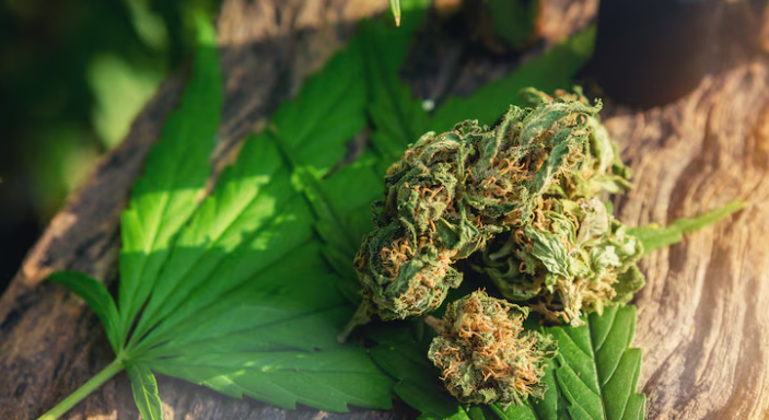 Best High-THC Cannabis Strains Available Online
