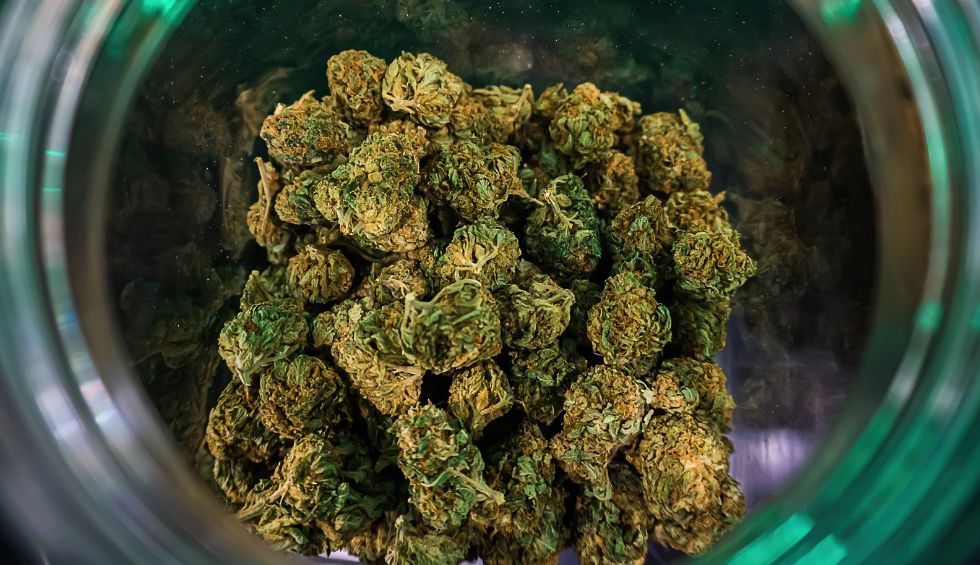 Lindsay OG, also known as Lindsay OG Kush, Lindsay OG, or just Lindsay, is a strain popular with medicinal and recreational consumers who buy weed online in Canada at our cannabis store.