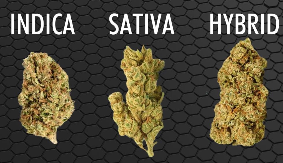 There are three cannabis strains: Indica, Sativa, and hybrid options.
