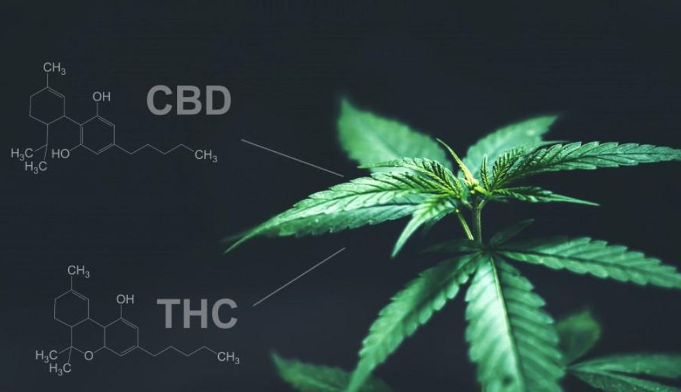 When we discuss cannabinoids and their benefits, we are mostly talking about major cannabinoids. These are THC and CBD, the most abundant medical marijuana cannabinoids.