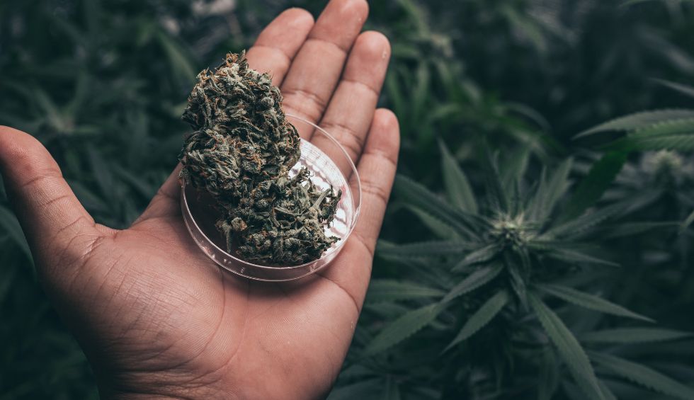 THC levels can help you determine whether a strain perfectly fits in your description or whether you need to find an alternative.