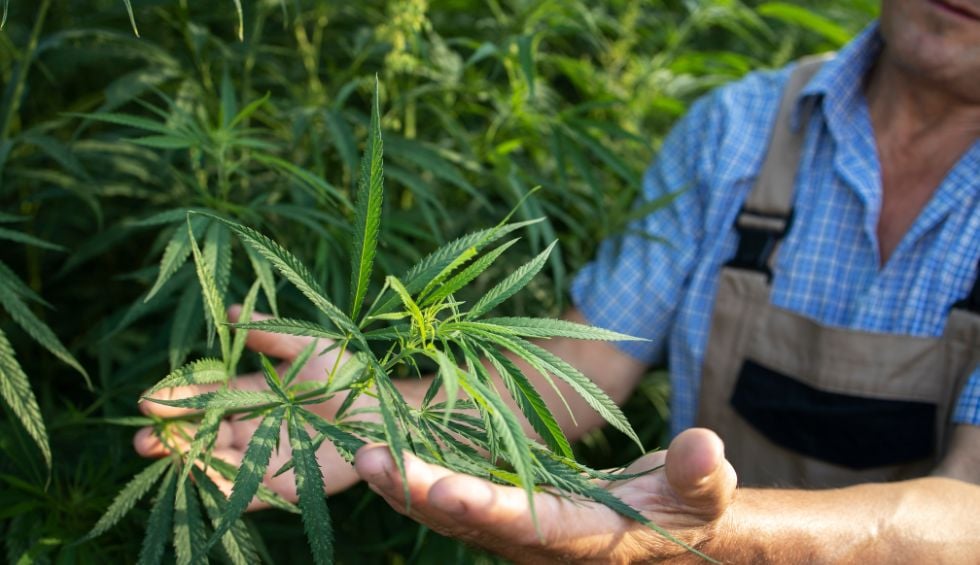 Cannabis Consumption Methods