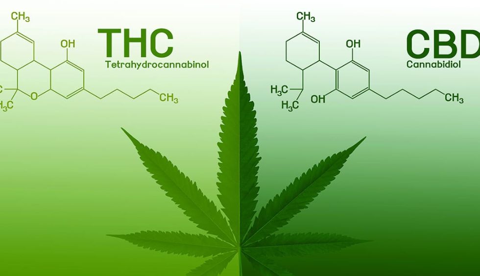 For starters, smoking THC results in a hazy, euphoric, and physically relaxing high. It’s the primary cannabinoid responsible for the high effect we experience after smoking weed.