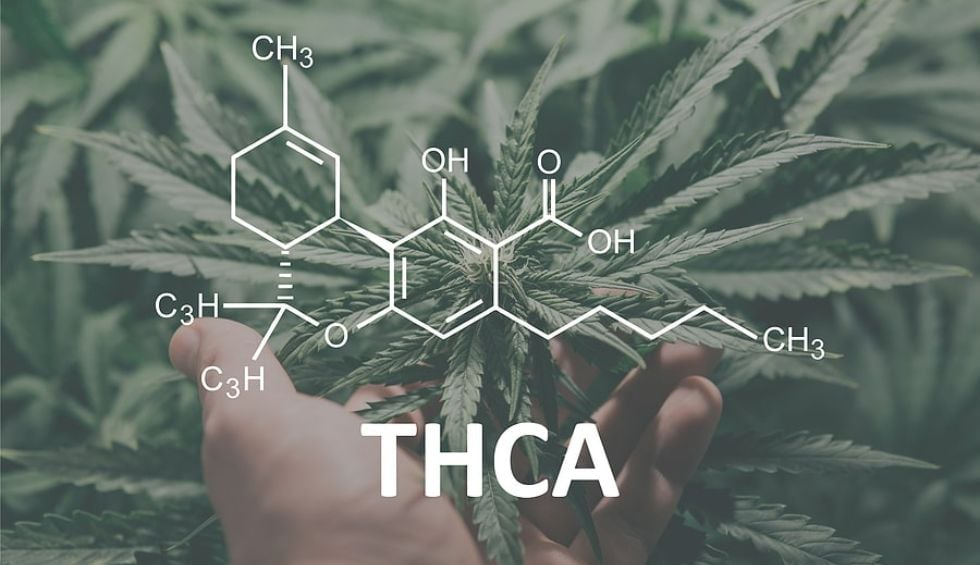 Before we start talking about THC diamonds, we must first discuss what THCA is. You've probably heard of THC, the psychoactive component in plants.