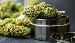 Is your weed exotic or just expensive? Learn to distinguish top shelf cannabis from clever marketing terms. Read out this blog.