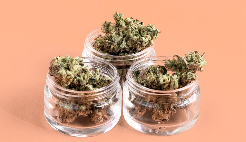 Here are three top shelf weed strains you can buy from an online weed dispensary in Canada:
