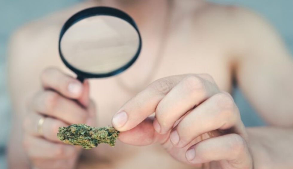 Best Online Weed Dispensary