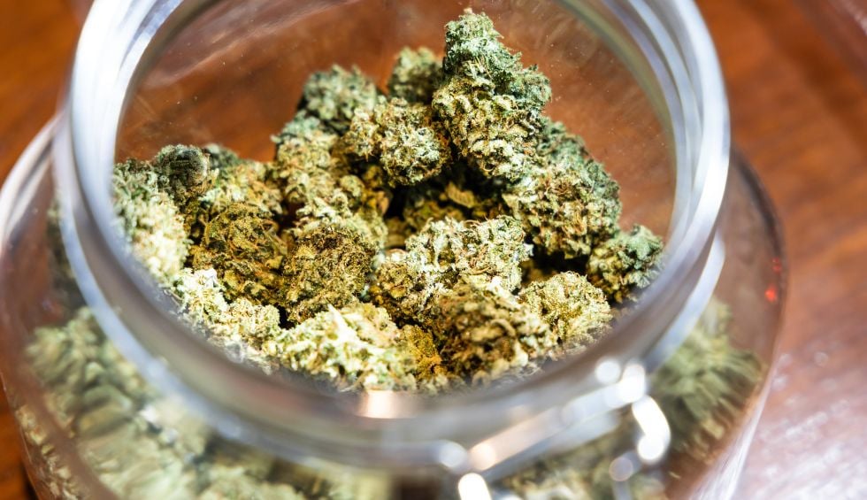 Do you want to buy bud online in Canada? This guide helps you find the best quality cannabis available in the market today. 
