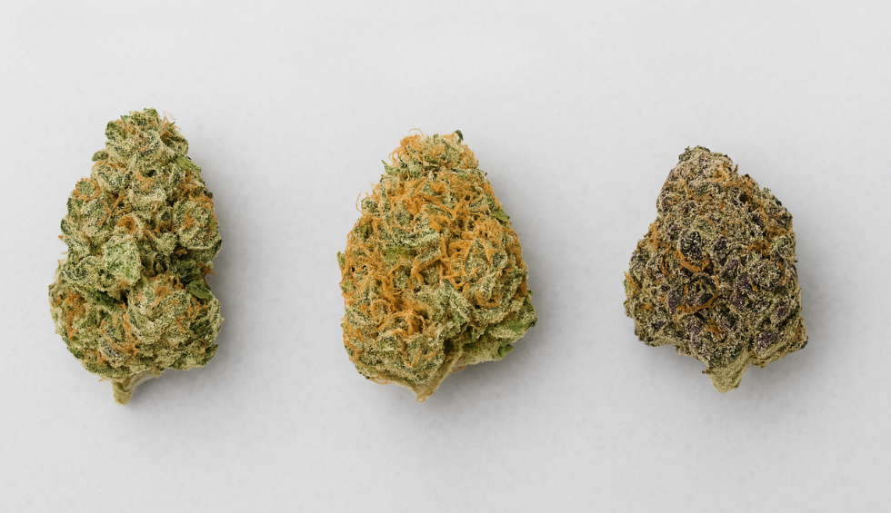 Three distinct cannabis buds displayed side by side on a white background, highlighting the top 5 strains to try from BC Bud Online