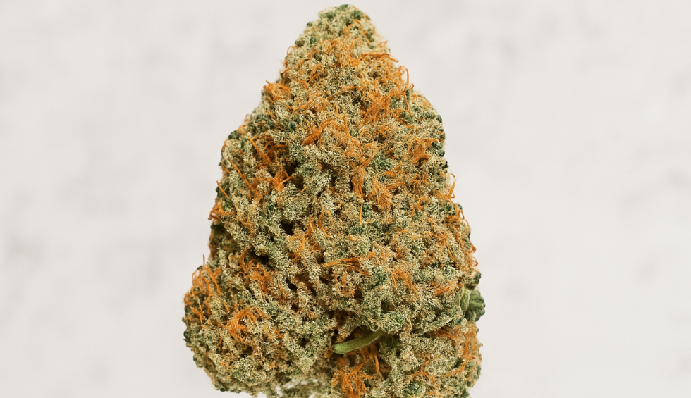 Macro shot of the Chocolope cannabis strain, showcasing its dense, trichome-rich bud with vibrant orange hairs