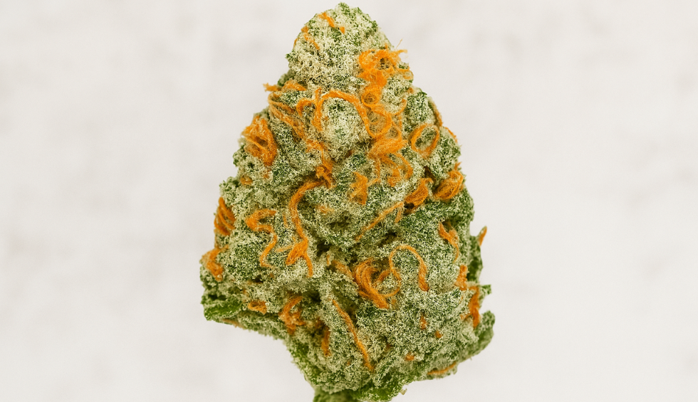 Durban Poison cannabis bud, featuring frosty green leaves and vivid orange pistils against a light background