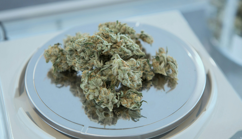 Cannabis buds on a digital scale, illustrating dosage and its impact on how long you stay high