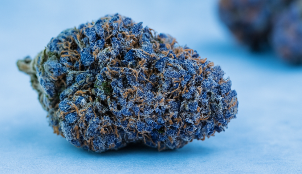 Blue Coma weed strain with vibrant blue and orange hairs on a cool-toned background
