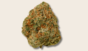 A frosty cannabis bud on a neutral background, symbolizing weed high duration