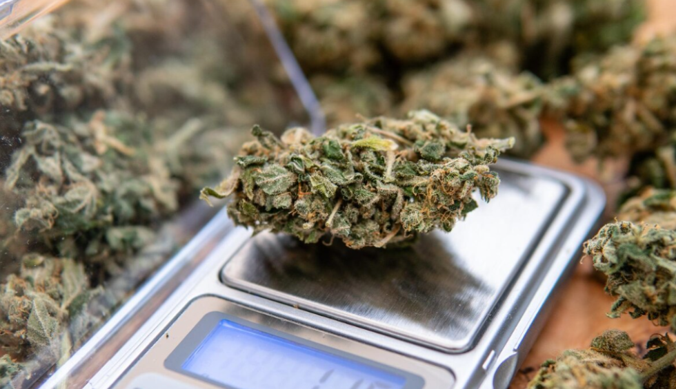 A cannabis bud placed on a digital scale surrounded by loose buds, representing the weight and cost of a pound of weed